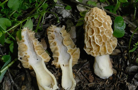 Gelbe Speisemorchel (Morchella esculenta var. rigida) - © Heinz Prelicz